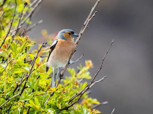 A male chaffinch (Fringilla coelebs) singing in the RSPB Hodbarrow nature reserve in Cumbria, England.