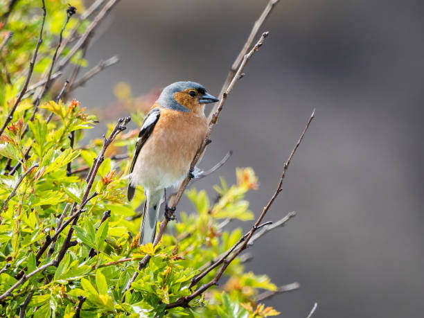 зяблик - chaffinch стоковые фото и изображения