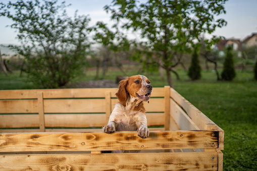 Cute dog leaning over wooden fence in back yard while looking away