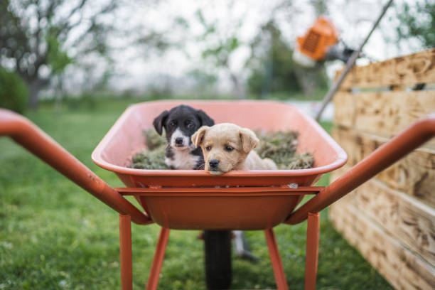 Two cute puppies lying on haystack in wheelbarrow in back yard