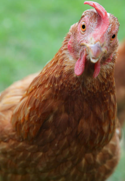 istock brown hen in the farm  looking at camera 1359129125