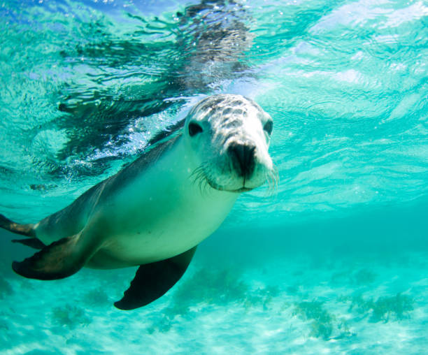 istock Australian sealion in Jurien Bay 1359130264