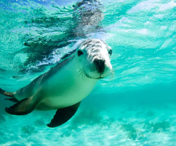 An Australian sealion looking directly at the camera in Jurien Bay, Western Australia