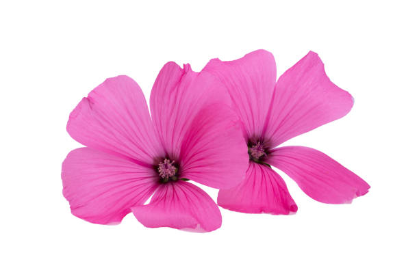 istock pink mallow flower isolated 1359130627