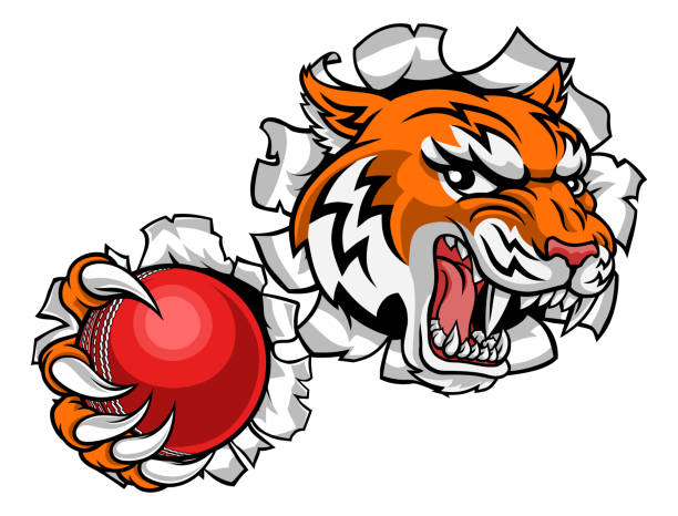 Tiger Cricket Player Animal Sports Mascot A tiger cricket player cartoon animal sports mascot holding a ball in its claw siberian tiger tattoos clip art stock illustrations