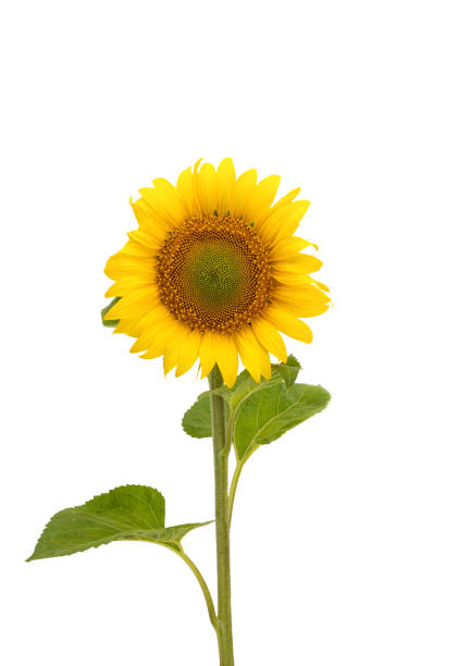 istock sunflower flower isolated 1359131102