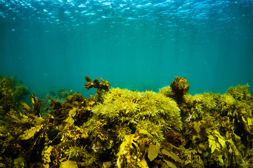 Temperate algal reef at Mettams Pool, in Perth, Western Australia