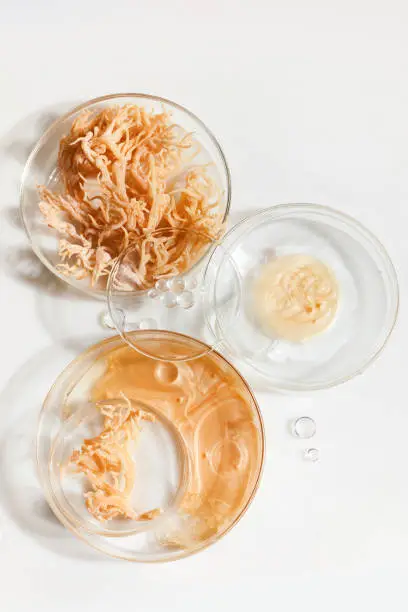 Photo of Abstract cosmetic laboratory. Nature cosmetics with sea moss. Chemical laboratory research.