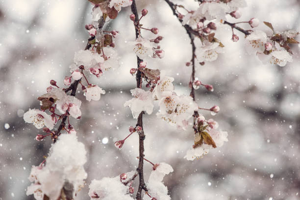 istock Snow in spring garden, blossoming Japanese cherry tree with light pink flowers during snowfall in april, natural botanical background. Anomaly weather and climate change concept 1359134253