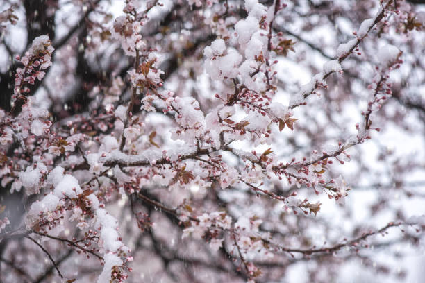 istock Snow in spring garden, blossoming Japanese cherry tree with light pink flowers during snowfall in april, natural botanical background. Anomaly weather and climate change concept 1359134268