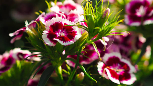 istock Macro of garden flowers 1359134548