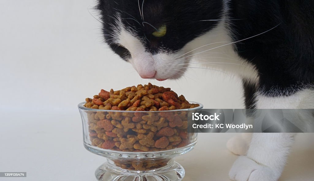 Kucing Hitam Putih Makan Makanan Keras Dengan Latar Belakang Putih Foto
