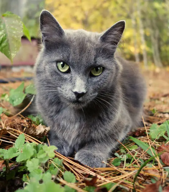 Beautiful kitty cat with green eyes looking at the camera close up on a beautiful Autumn day in rural area.