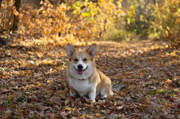 istock corgi welsh pembroke walking in autumn 1359137239