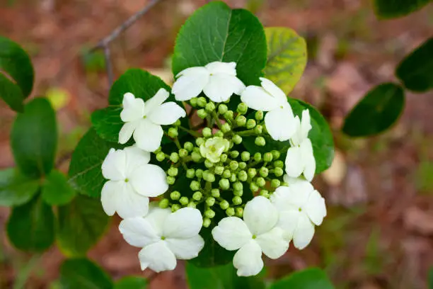 Top view of White viburnum flowers in close-up on a background of green leaves, early spring, floral natural background.