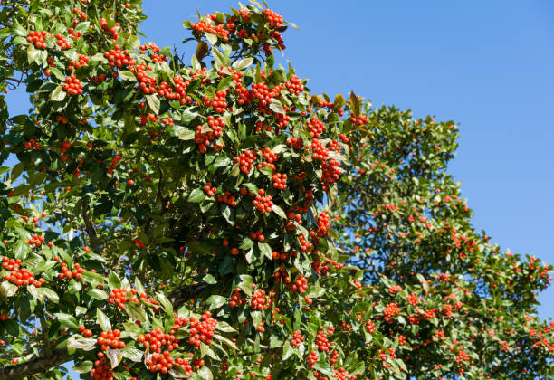 gros plan de grappes rouges de baies d’aubépine de lavalle (crataegus x lavallei carrierei) thorn ou may-tree dans le parc de la ville de krasnodar. paysage public parc galitsky sous le soleil d’automne 2021.  focalisation sélective. - rose petals temperate flower scenics prickly rose photos et images de collection