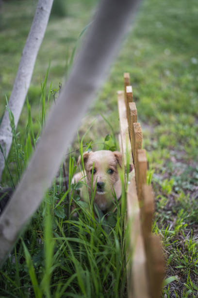 Cute puppy sitting in tall grass in back yard and looking at camera