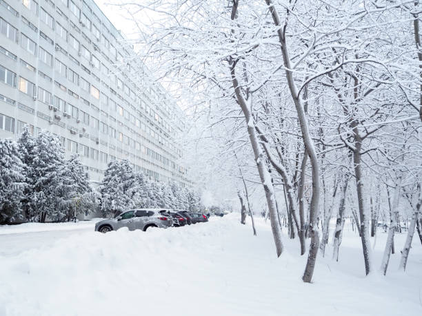 Trees covered with snow after heavy snowfall in the city.