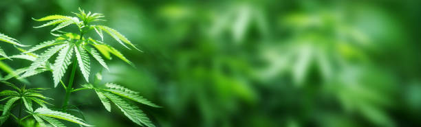Close up of hemp (cannabis) growing  plant. Banner. - fotografia de stock