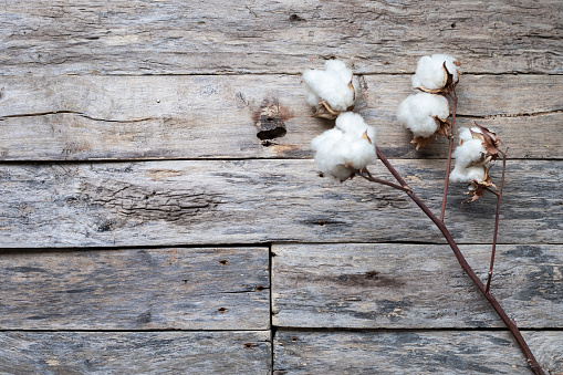 cotton dry bud over wooden table