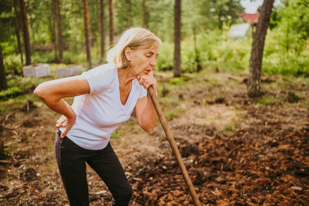 Senior gardener woman falls hurts back pain radiculitis digging at summer farm countryside outdoors using garden tools rake and shovel. Farming agriculture, retired active old age people concept. stock photo