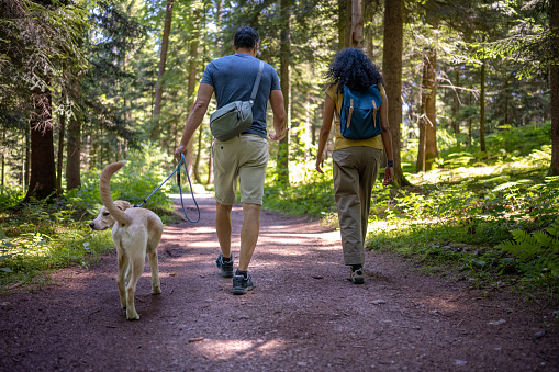 Back view of pair of hikers with dog walking on pathway in forest. Man and woman with pet. Relaxing in nature.