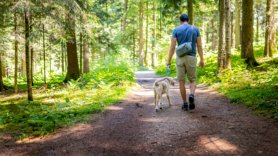 Back view of man with pet in forest. Walking dog on leash in countryside on sunny summer day. Relaxing in nature.