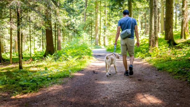 Walking dog on leash in countryside on sunny summer day Back view of man with pet in forest. Walking dog on leash in countryside on sunny summer day. Relaxing in nature. dog walking stock pictures, royalty-free photos & images
