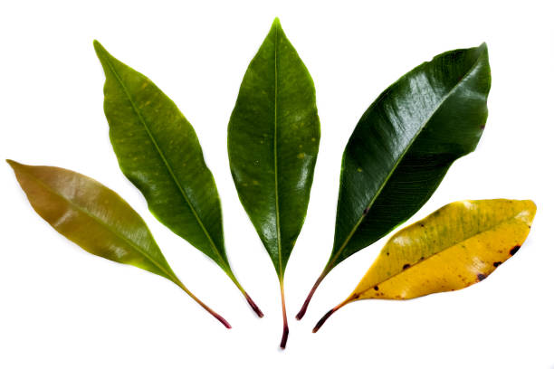 five clove leaves in succession from young to old on a white background.  photo taken in West Java, Indonesia on December 15, 2021
