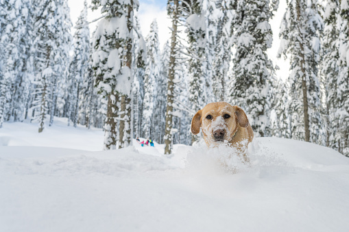 Front view of a happy golden retriever dog running through snow in the forest.