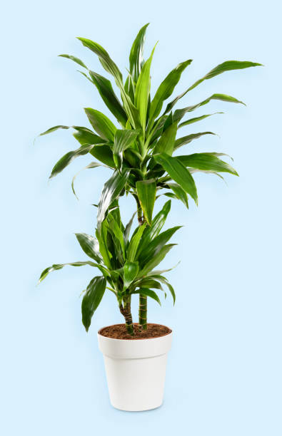 istock Potted Dracaena Janet Craig against light blue background 1359146621