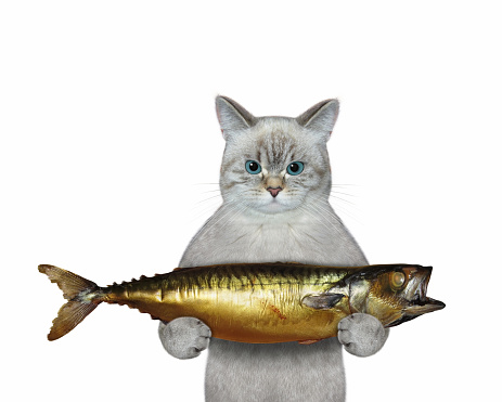 An ashen cat is holding a large smoked mackerel. White background. Isolated.