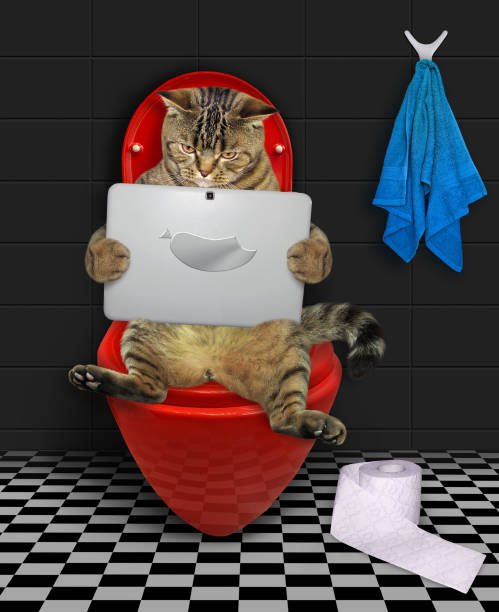istock Cat with laptop on red toilet bowl 1359146697