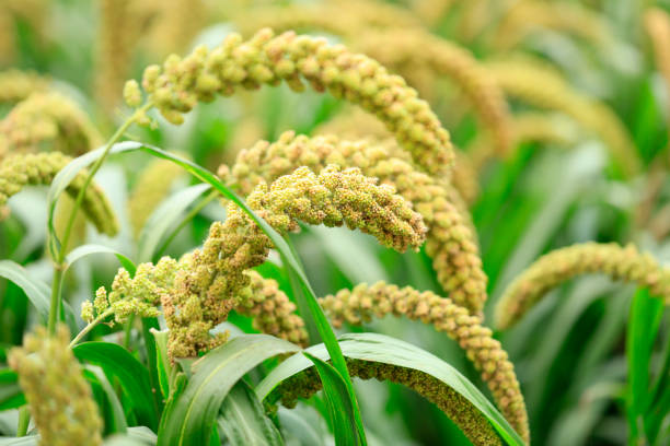 istock Millet, millet in a wooden container 1359146860