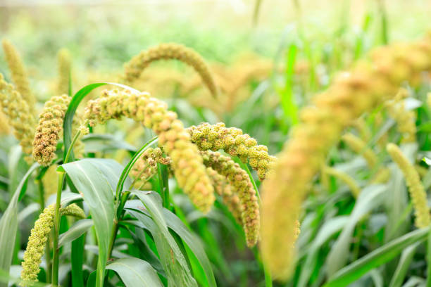 istock Millet, millet in a wooden container 1359146861