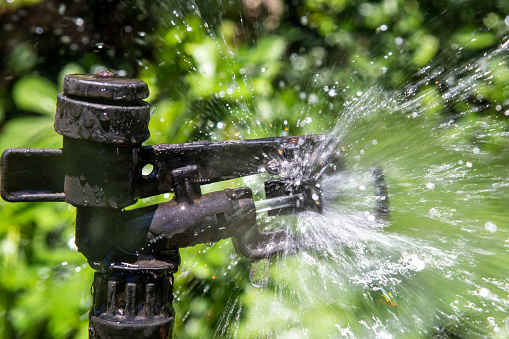 Sprinkler spraying water over vegetable garden