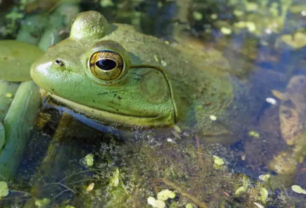 Close up side view of an American bullfrog swimming in a pond of water with bubbles.