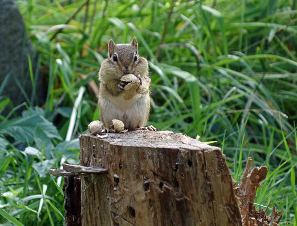 Chipmunk Eating Peanut on Tree Stump Close up view of a hungry chipmunk eating peanuts and looking at the camera, defocused background. eastern chipmunk photos stock pictures, royalty-free photos & images