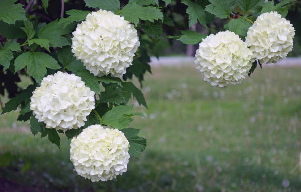 istock Beautiful Snowball Viburnum Flower Blur Background 1359147340