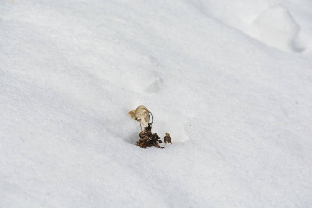 istock Withered wildflowers buried in snow 1359149356