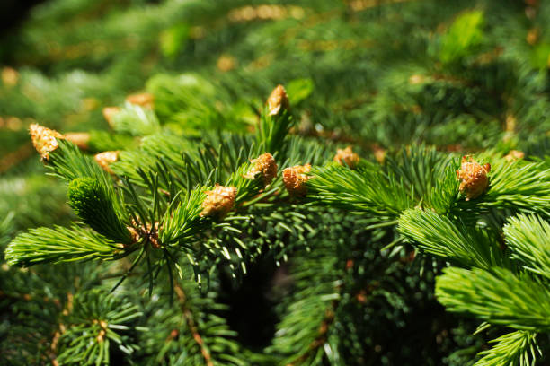 evergreen foliage spring background texture. bright spring green shoots and buds on a pine tree. - growth new evergreen tree pine tree imagens e fotografias de stock