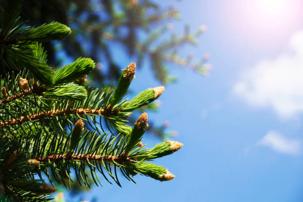 evergreen foliage early spring background texture. bright spring green shoots and buds on a pine tree at sunny day. - growth new evergreen tree pine tree imagens e fotografias de stock