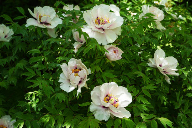 istock Blooming peony bush. Tree peony growing at spring garden. 1359150675