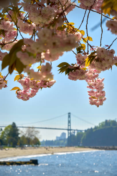 istock Ambleside Beach Blossoms West Vancouver 1359151224