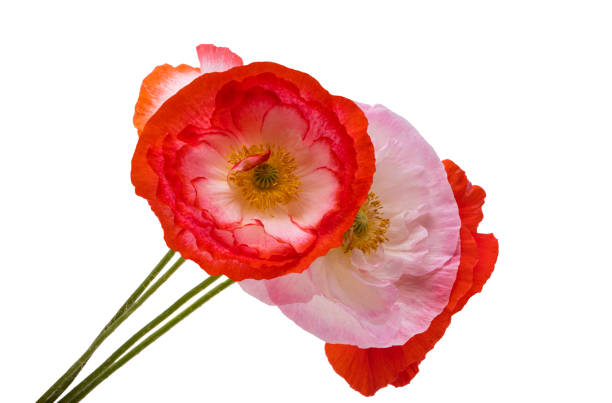 istock poppy flower isolated 1359154206