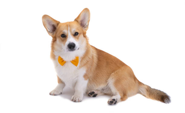 istock welsh corgi pembroke isolated 1359154777