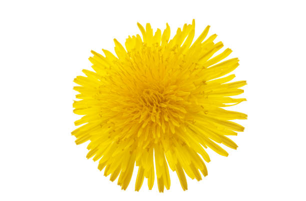 istock dandelion flower isolated 1359156939