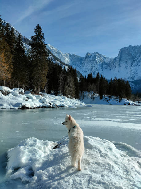 istock Samoyed dog standing by the lake in winter. 1359158008