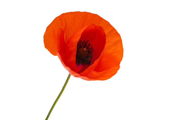 istock poppy flower isolated 1359158175