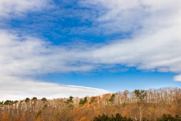 Blue sky, autumn leaves and trees with fallen leaves